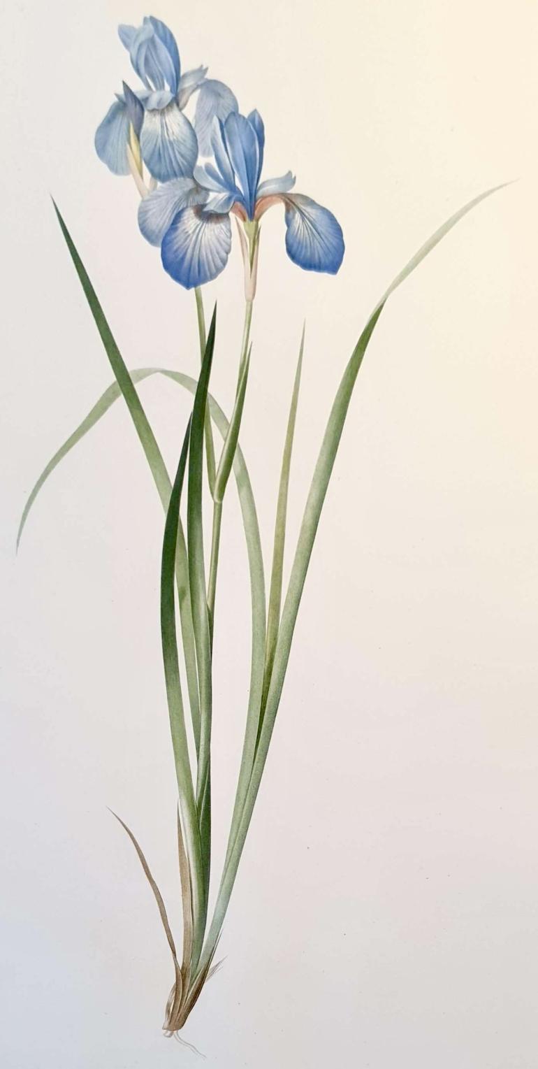 REDOUTE Pierre Joseph