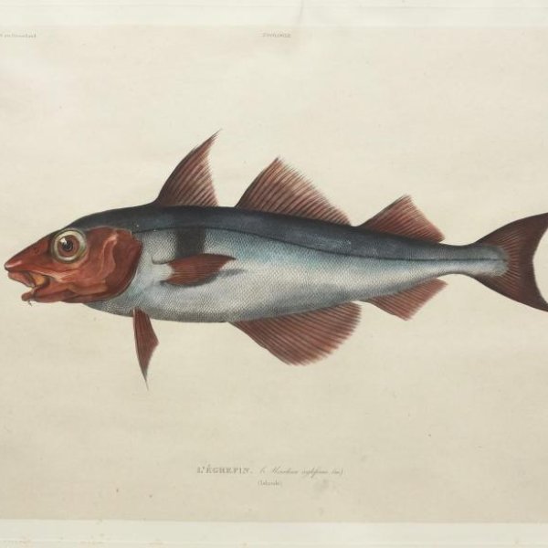 DEQUEVAUVILLER François