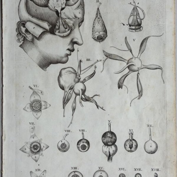 CORTONA Pietro da (after)