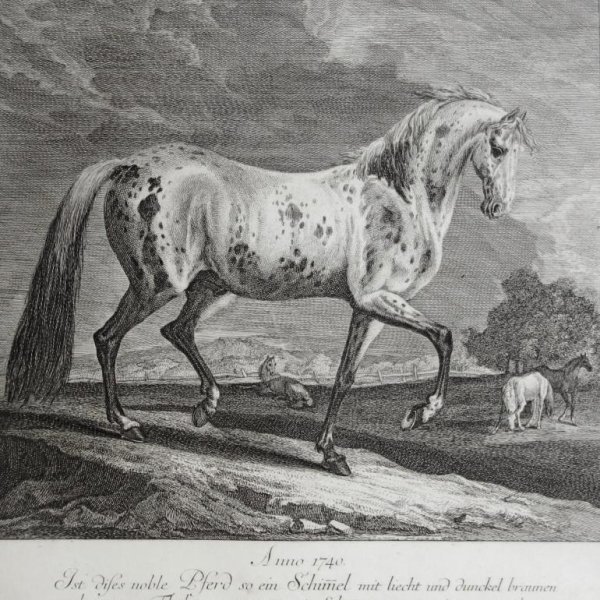 RIDINGER Martin Elias