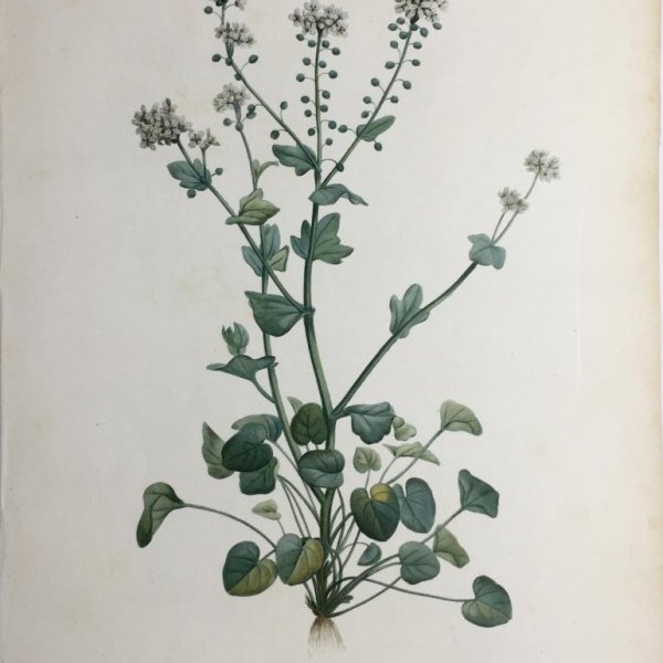 REDOUTE Pierre Joseph