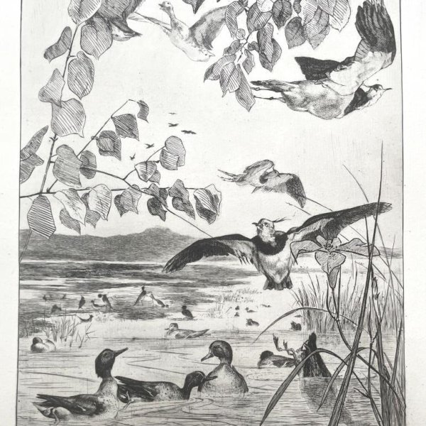 BRACQUEMOND Félix20410