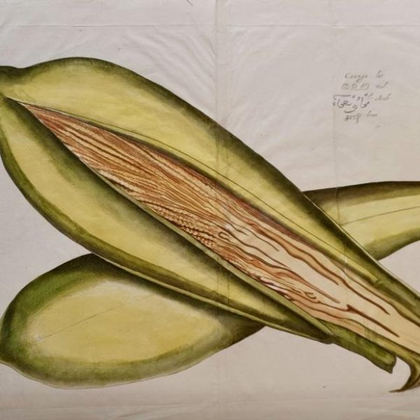 NORTH SCHOOL OF THE XVIIE