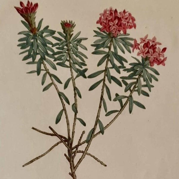 REDOUTE Pierre Joseph