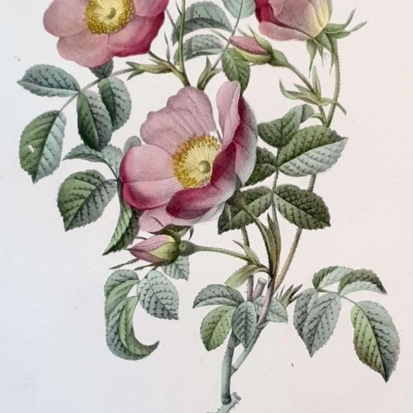 REDOUTE Pierre Joseph