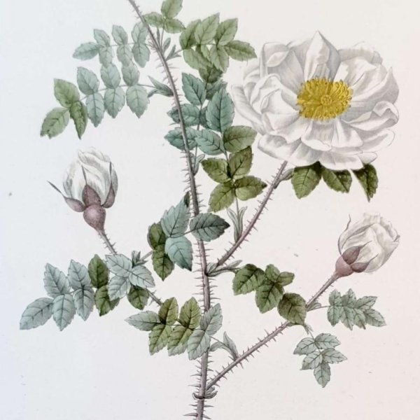 REDOUTE Pierre Joseph