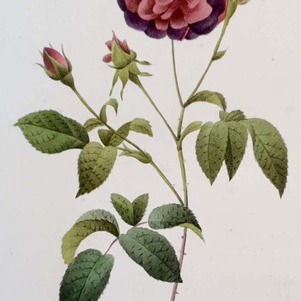 REDOUTE Pierre Joseph