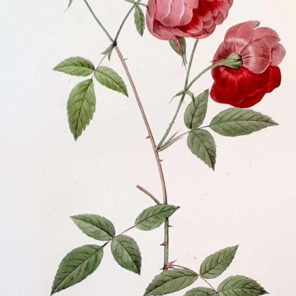 REDOUTE Pierre Joseph