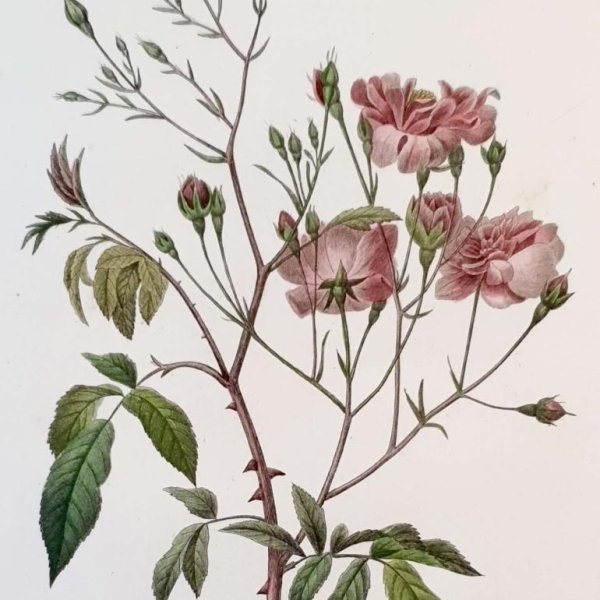 REDOUTE Pierre Joseph