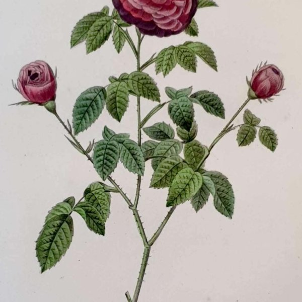 REDOUTE Pierre Joseph