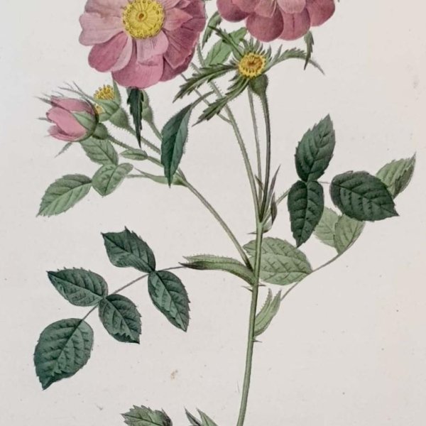 REDOUTE Pierre Joseph