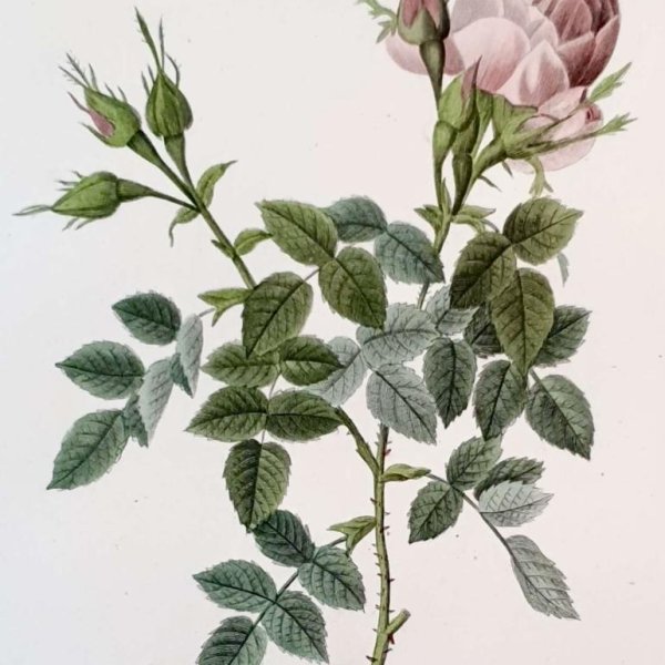 REDOUTE Pierre Joseph