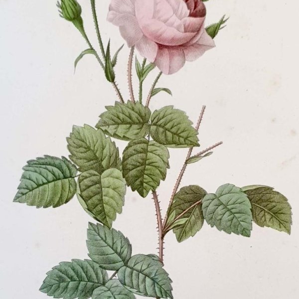 REDOUTE Pierre Joseph