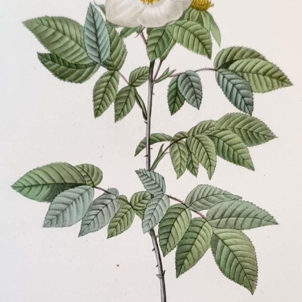 REDOUTE Pierre Joseph