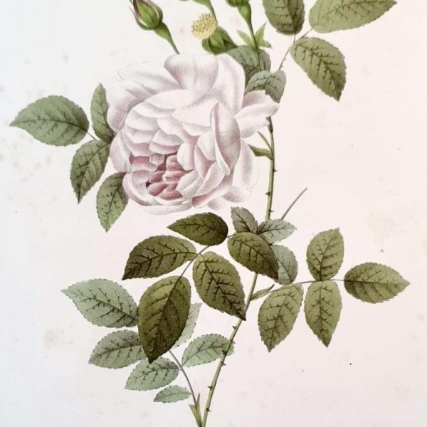 REDOUTE Pierre Joseph