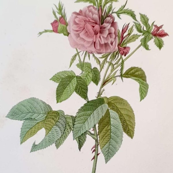 REDOUTE Pierre Joseph