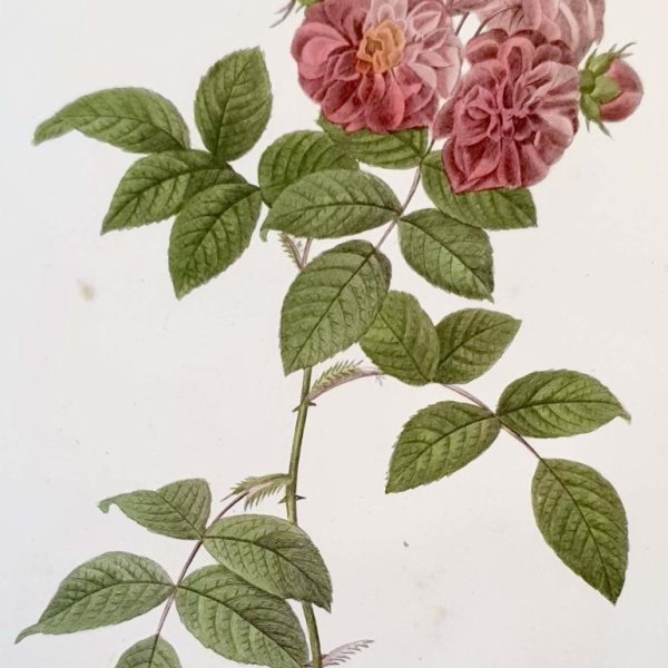 REDOUTE Pierre Joseph