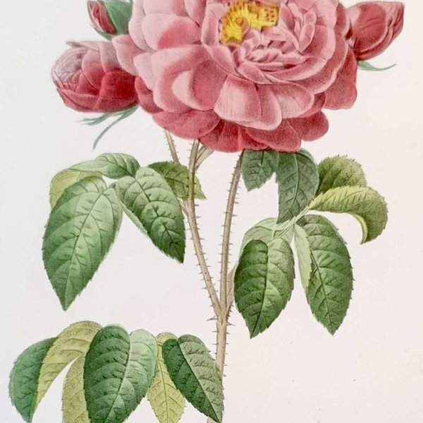 REDOUTE Pierre Joseph