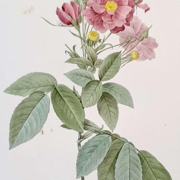 REDOUTE Pierre Joseph