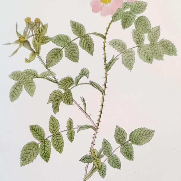 REDOUTE Pierre Joseph