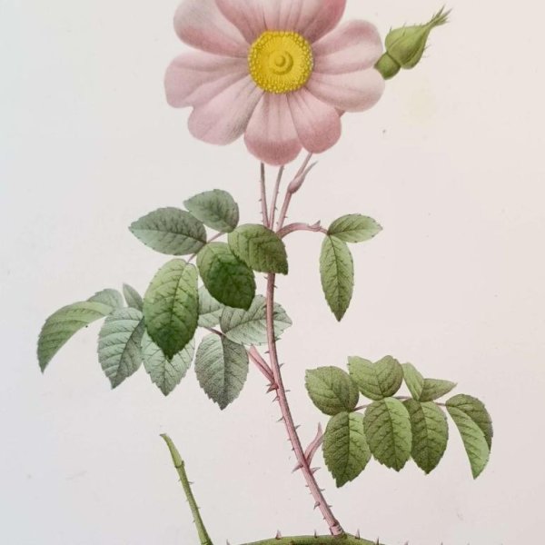 REDOUTE Pierre Joseph