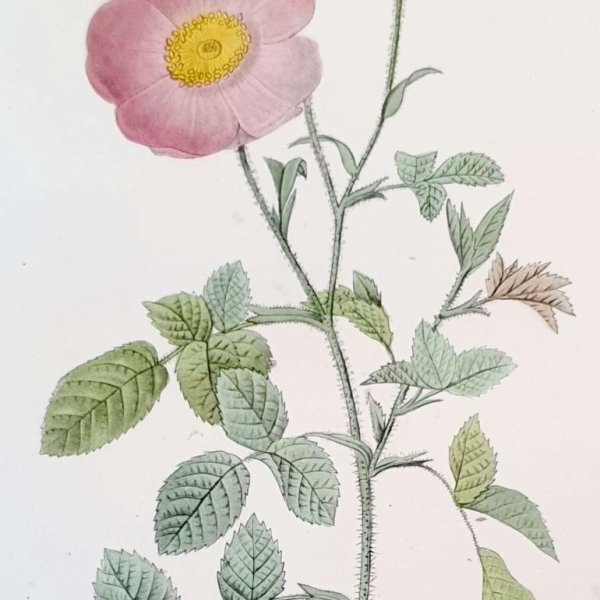 REDOUTE Pierre Joseph