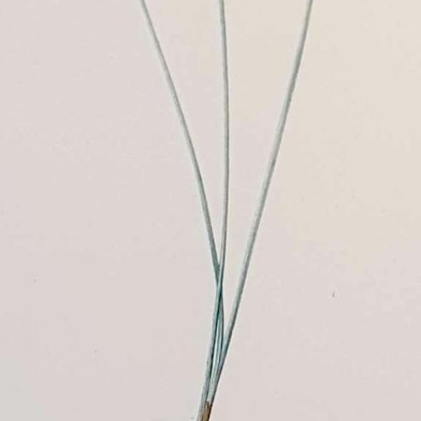 REDOUTE Pierre Joseph