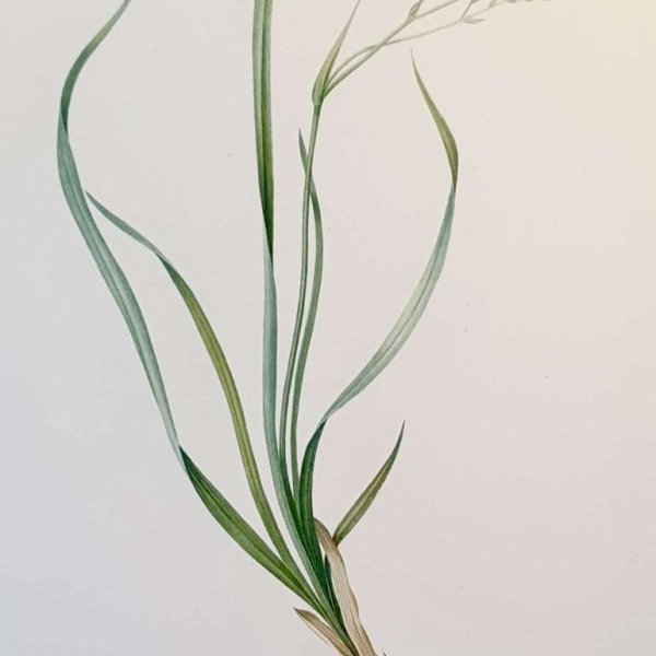 REDOUTE Pierre Joseph