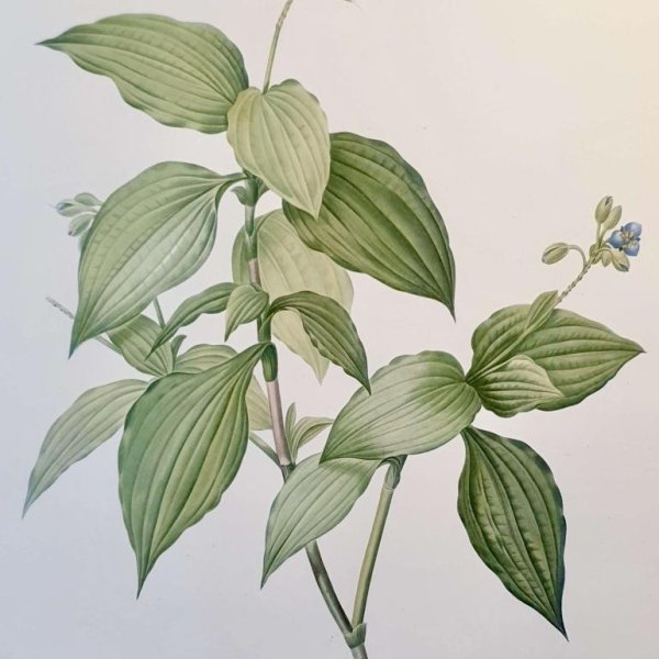 REDOUTE Pierre Joseph