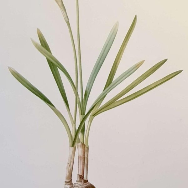 REDOUTE Pierre Joseph