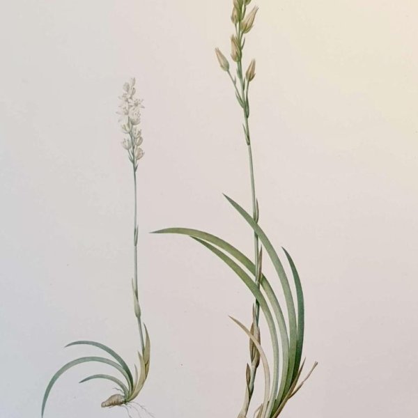 (copie de) REDOUTE Pierre Joseph