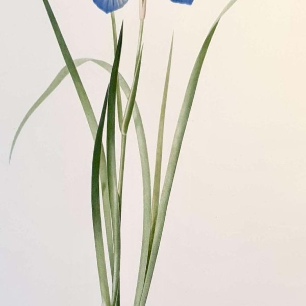 REDOUTE Pierre Joseph