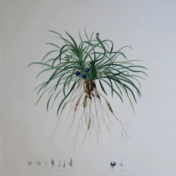 REDOUTE Pierre Joseph