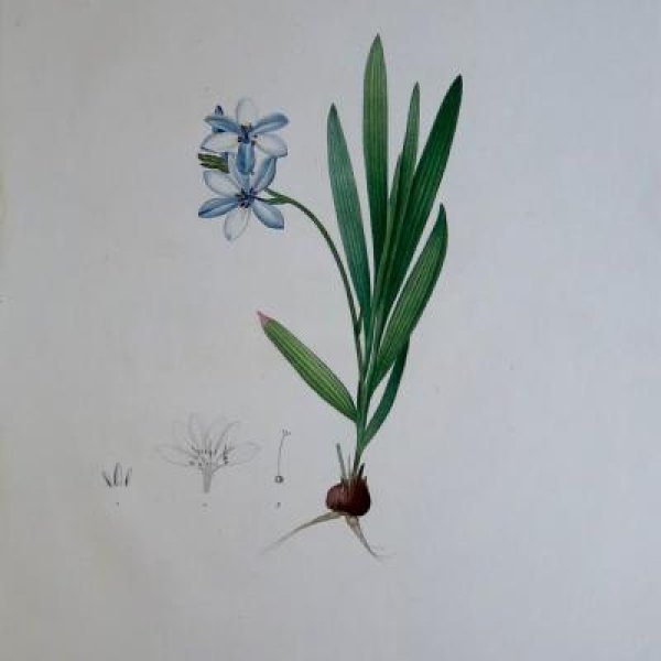 REDOUTE Pierre Joseph