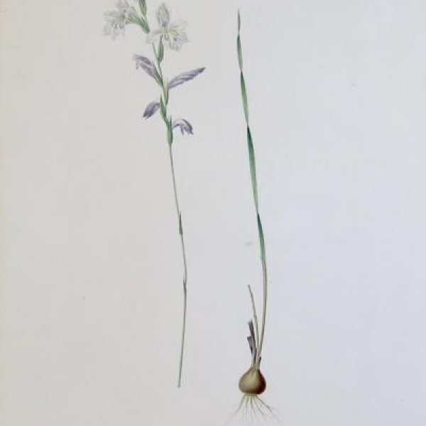 REDOUTE Pierre Joseph