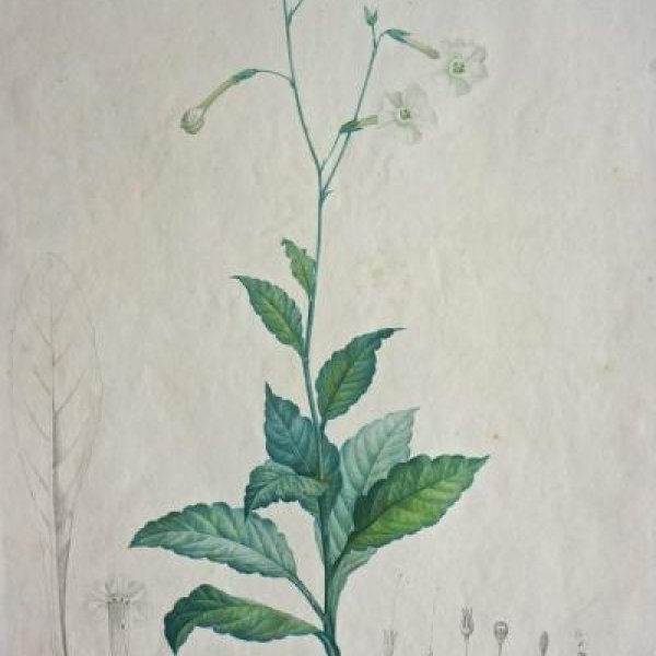 REDOUTE Pierre Joseph