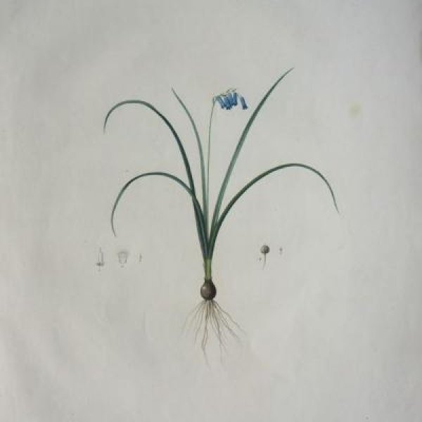 REDOUTE Pierre Joseph