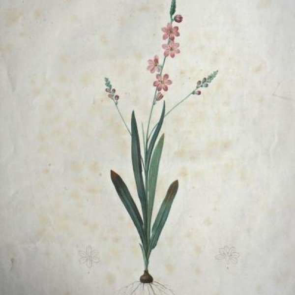 REDOUTE Pierre Joseph