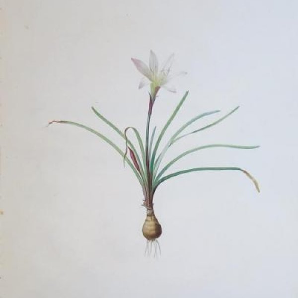 REDOUTE Pierre Joseph