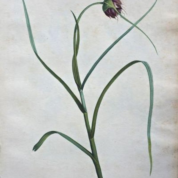 REDOUTE Pierre Joseph