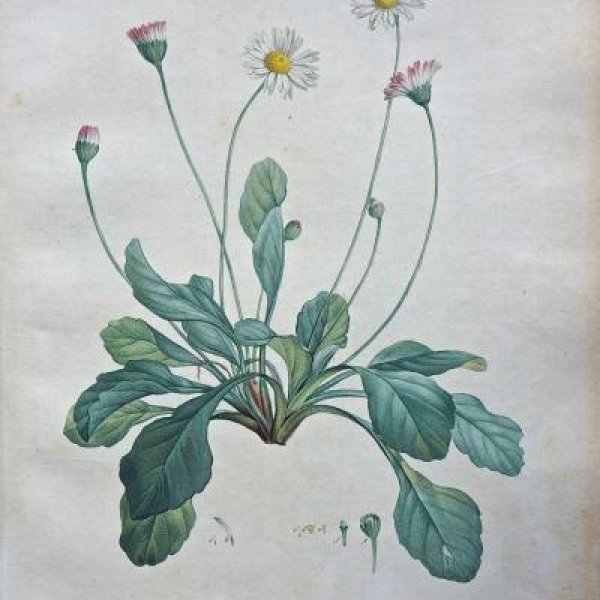 REDOUTE Pierre Joseph