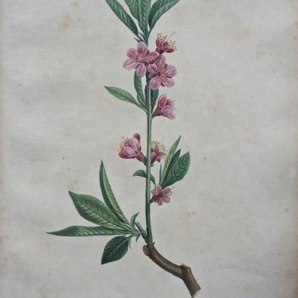 REDOUTE Pierre Joseph