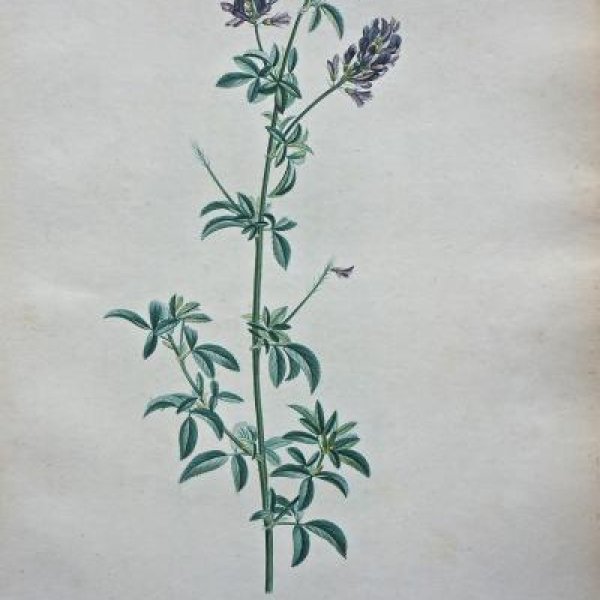 REDOUTE Pierre Joseph