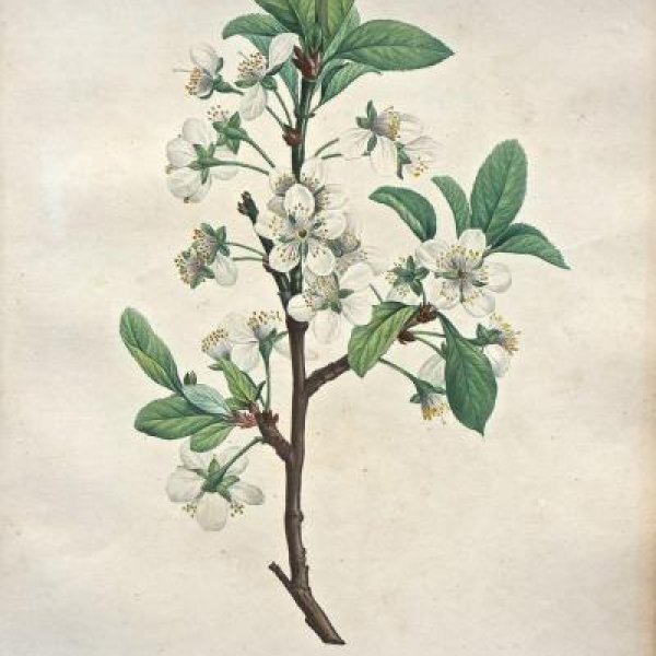 REDOUTE Pierre Joseph