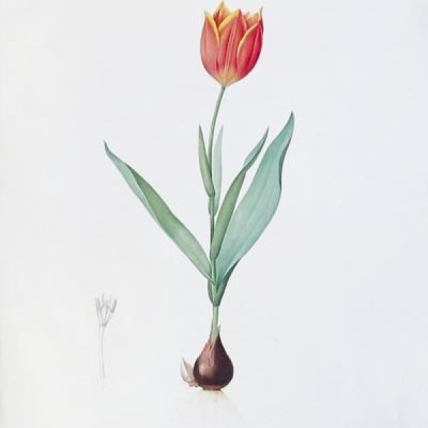 REDOUTE Pierre Joseph