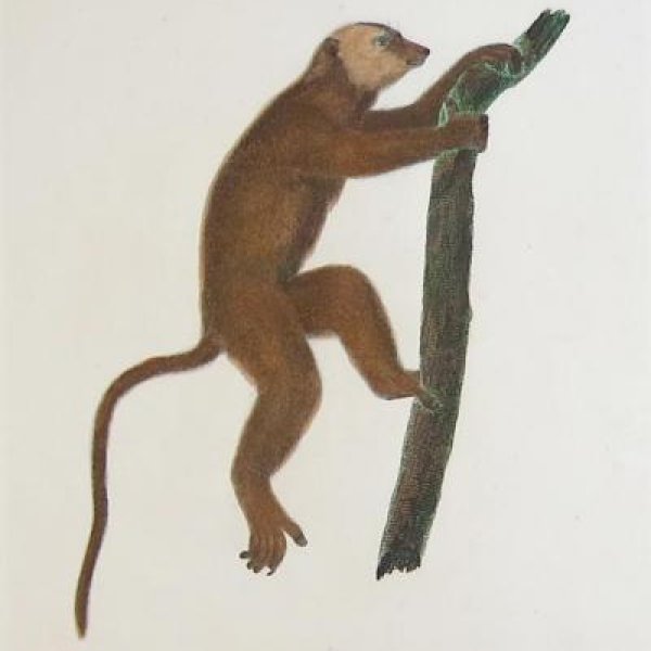 AUDEBERT Jean-Baptiste