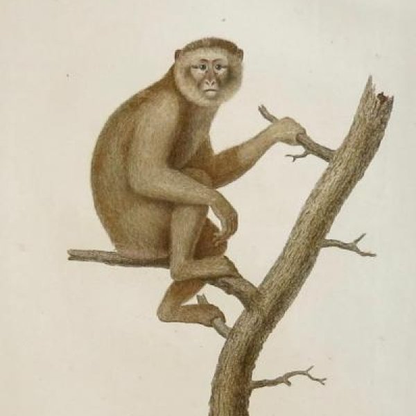 AUDEBERT Jean-Baptiste