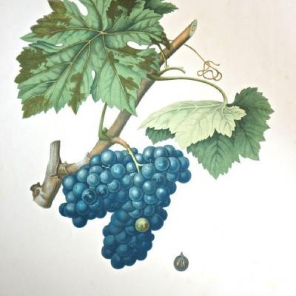 NODE-ST-ANGE Charles