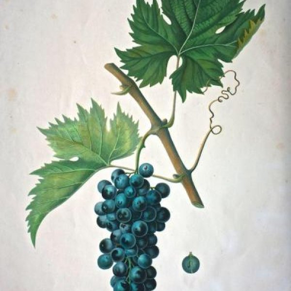 NODE-ST-ANGE Charles