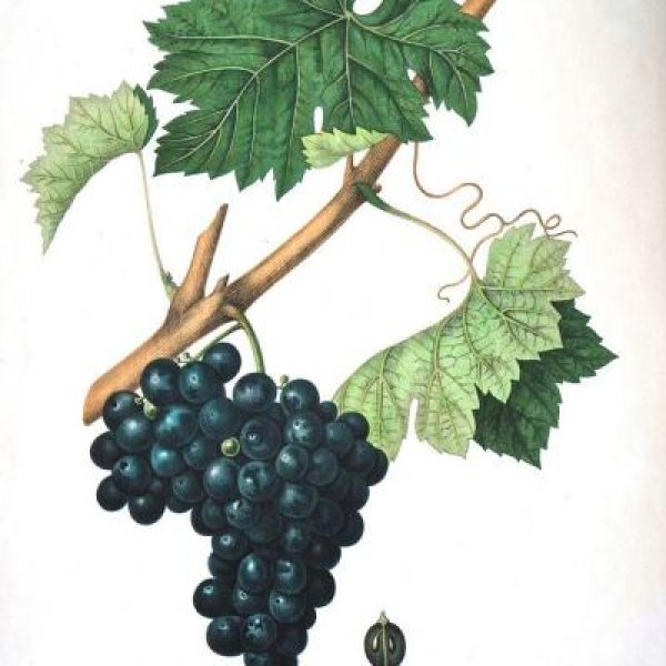 NODE-ST-ANGE Charles